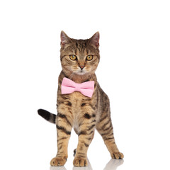 stylish british fold cat standing and looking to side