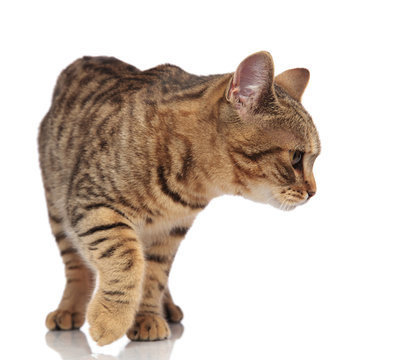 curious british fold cat stepping and looking down to side