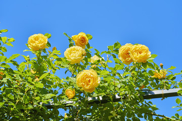 薔薇