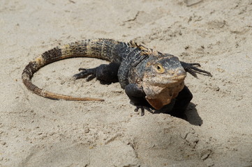 costa rica iguana
