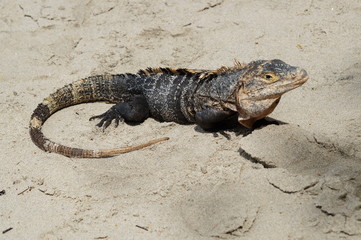 costa rica iguana