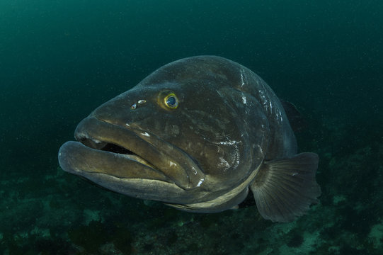 Large Longtooth Grouper Fish Closeup Face in Chiba, Japan