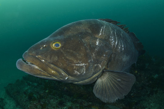 Large Longtooth Grouper Fish Closeup Face in Chiba, Japan