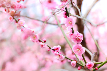 Obraz premium beautiful Pink Plum Blossom (Ume) Flower in Japan