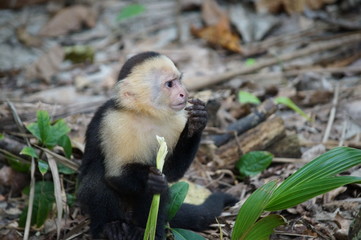 costa rica baby capuchin monkey eating