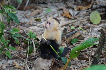 costa rica baby capuchin monkey eating