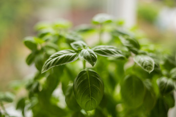 Basil pot grown indoors 