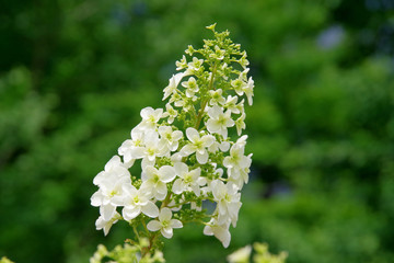 カシワバ・アジサイ