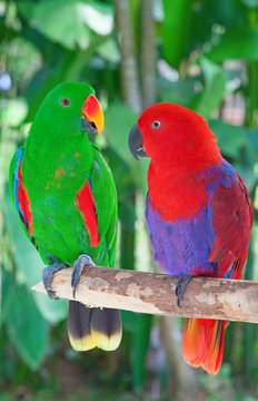 Lori parrots