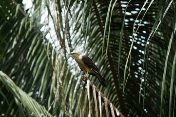 costa rica osprey