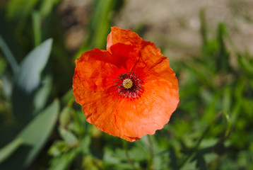 Fototapeta premium MAK