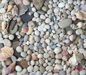 Background of sea shells and starfish