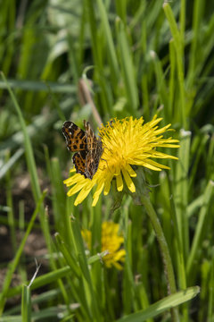 Fototapeta Araschnia levana - Map butterfly on a blossom of dandelions.