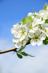 Birnenblüte in Südtirol