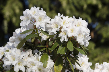 White azalea flowers on a bush outdoors.