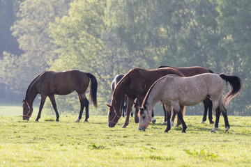 Grazing horse in a meadow with forest in the background.