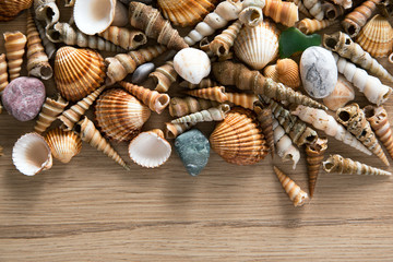 Background of sea shells and stones