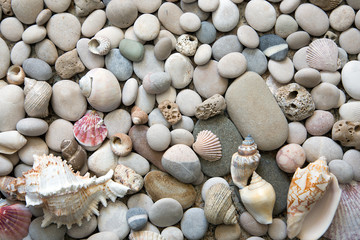 Background of sea shells and stones