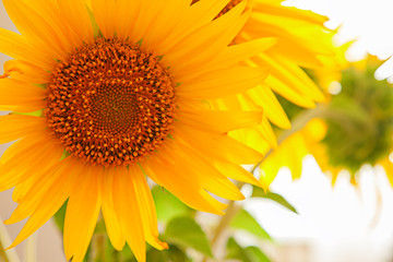 Fototapeta premium flowers