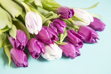 Obraz premium Tulips