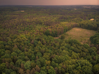 Forest till horizon, aerial toned image