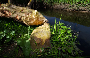 damage of the beaver