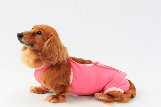 術後服のダックス