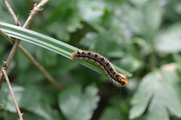 Chenille coloré 