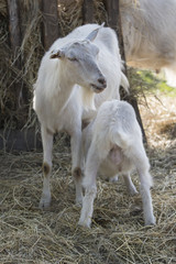 A kid sucking milk from a white goat.