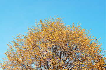 Top crown of autumn tree background