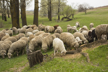 Obraz premium A herd of goats and sheep. Animals graze in the meadow. Mountain pastures of Europe.