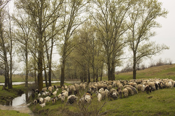 Obraz premium A herd of goats and sheep. Animals graze in the meadow. Mountain pastures of Europe.