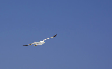 High flying seagull looking down on blue sky.
