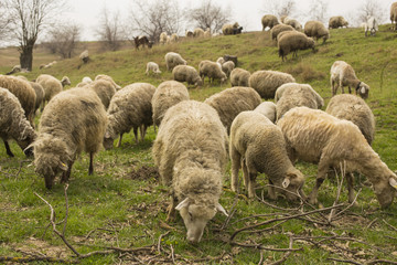 A herd of goats and sheep.  Animals graze in the meadow. Mountain pastures of Europe.