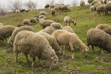 Obraz premium A herd of goats and sheep. Animals graze in the meadow. Mountain pastures of Europe.