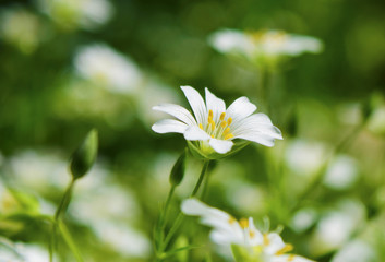 Beautiful flower. Forest sunny glade, blurred background free space for text