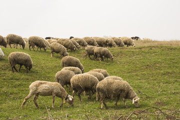 Obraz premium A herd of goats and sheep. Animals graze in the meadow. Mountain pastures of Europe.