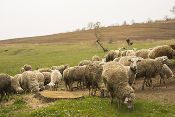 Fototapeta premium A herd of goats and sheep. Animals graze in the meadow. Mountain pastures of Europe.