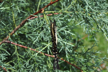 Fototapeta premium papilio machaon