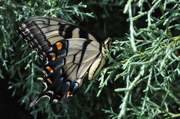 papilio machaon