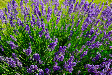 Naklejka premium purple lavender flowers