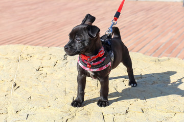 cagnolino a passeggio © ARoattino
