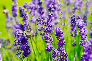 butterfly on purple lavender flowers