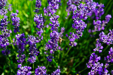 Obraz premium bee on purple lavender flowers