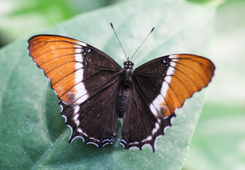 rusty tipped page butterfly (Siproeta epaphus) on leaf