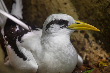 Weißschwanz-Tropikvogel (Phaethon lepturus) brütet auf dem Boden auf Cousin, Seychellen.