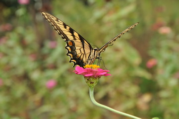 papilio machaon