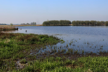 Landscape swamp and lake, Nieuwkoopse Plassen, in the Netherlands, during spirng