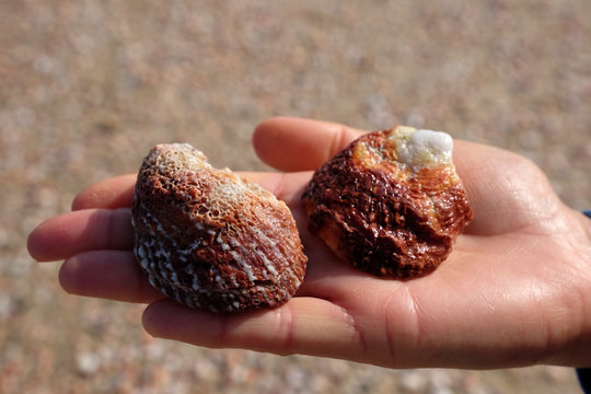 Two colorful pink seashells lying on female palm on sand background.