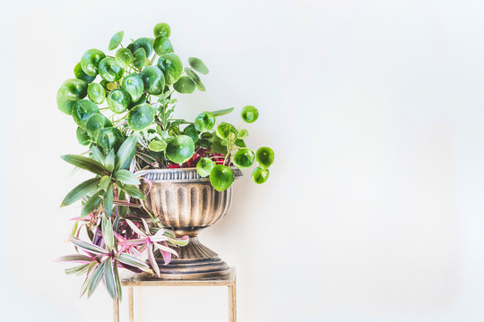 Beautiful green home interior and decor ideas. Urn planter with trends indoor plants : Chinese money plant ( missionary plant ) and Moses-in-the-Boat at white wall background